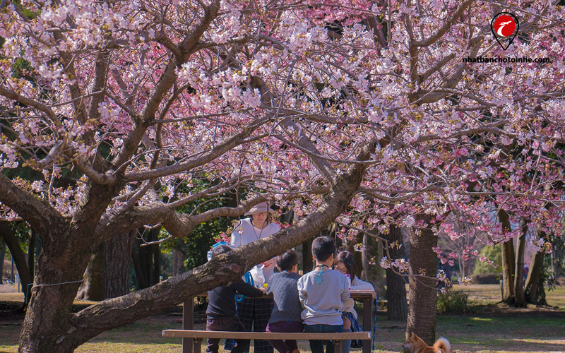 Hanami: lễ hội ngắm hoa anh đào