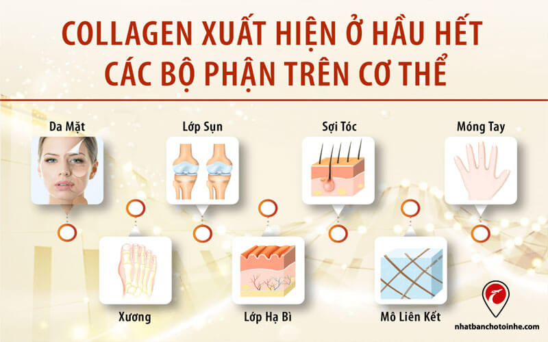 Collagen có ở hầu hết trên cơ thể