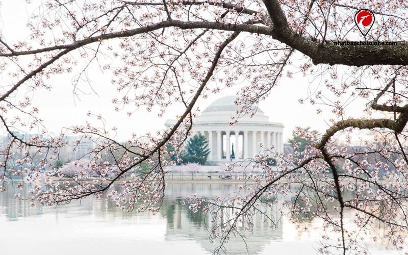 Hoa anh đào rợp bóng ở thủ đô Washington DC