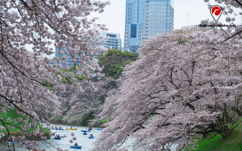 Sakura phản ánh sự hy sinh của những người lính