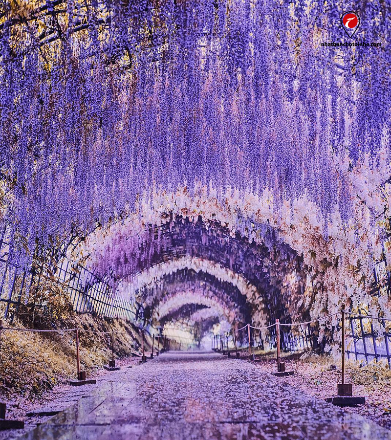 Đường hầm hoa trong vườn Kawachi Fujien Wisteria