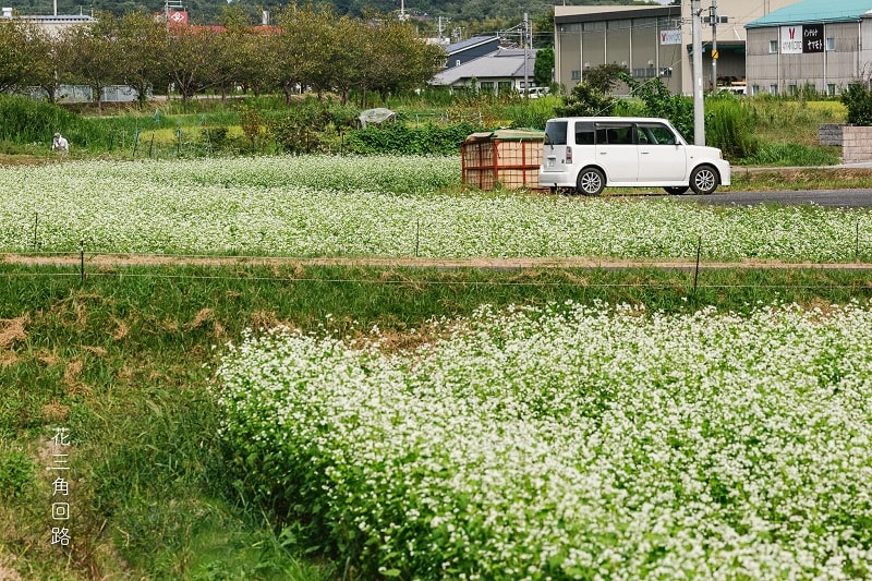 Đến Hyogo đương nhiên phải tham quan, check in cánh đồng hoa tam giác mạch