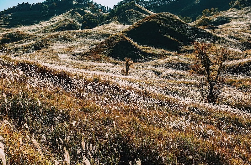 Những bông cỏ lau trắng mịn