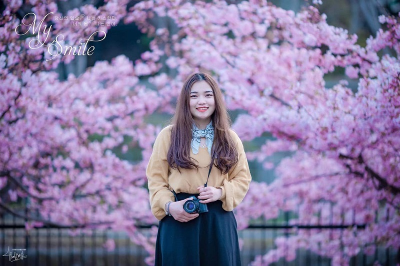 Hoa anh đào nở rực rỡ vào mùa xuân