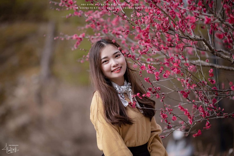 Hoa anh đào, hoa mơ nở