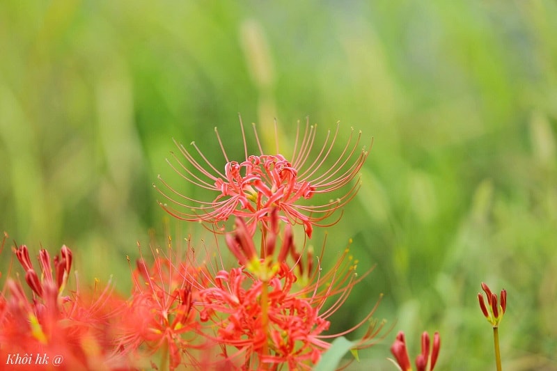 Loài hoa của thiên giới