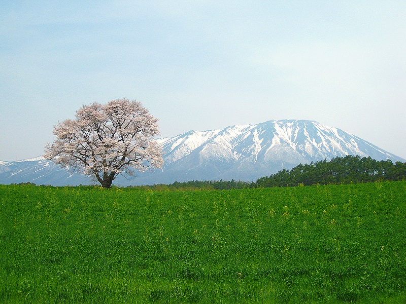 Iwate hằng năm thu hút rất nhiều lao động từ khắp nơi trên thế giới