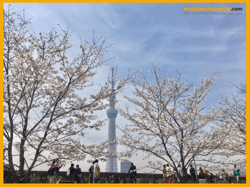 Trường Tokyo Riverside – Trường Nhật ngữ ở Tokyo